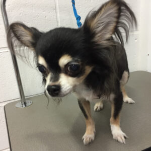 よろしくチワワ