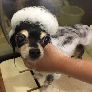 シャンプーチワワ