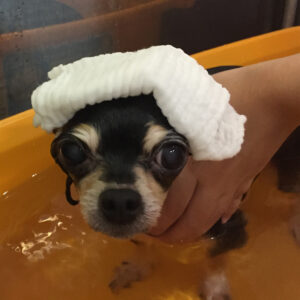 お風呂チワワ