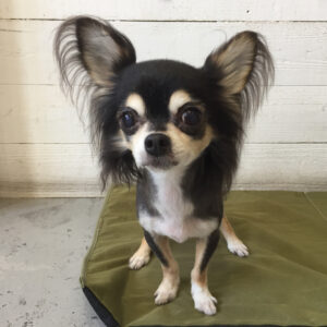 仕上がりチワワ