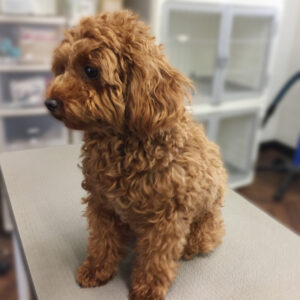 よろしくトイプー