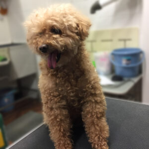 よろしくトイプー