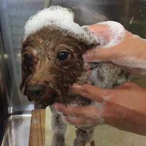 シャンプートイプー