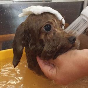 お風呂トイプー