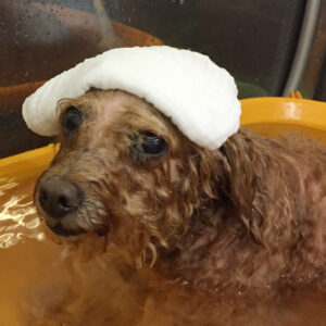 お風呂トイプー