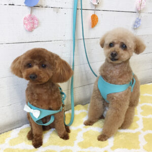 仕上がりトイプー