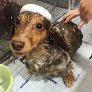 ：ちゃんシャンプー中