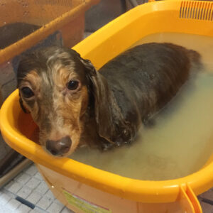 ころんちゃんスパ中