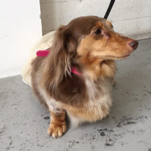 ころんちゃん施術後