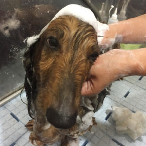 れおんちゃんシャンプー中