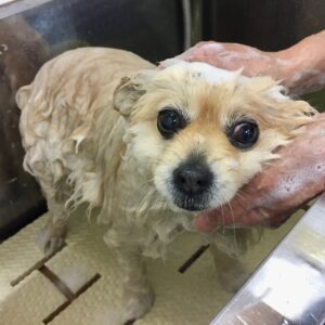 モコちゃんシャンプー中
