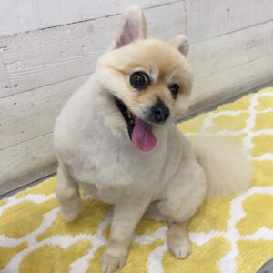 モコちゃん施術後