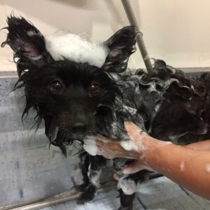 くうちゃんシャンプー中