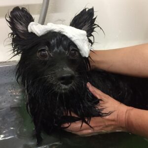 くうちゃんスパ中