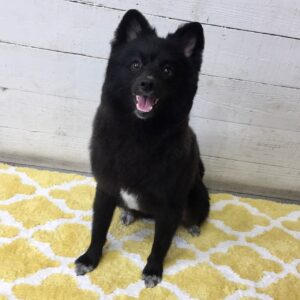 くうちゃん施術後