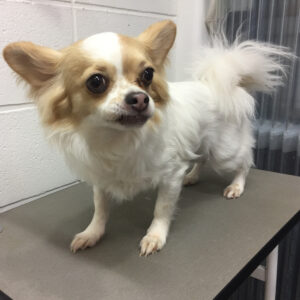 よろしくチワワ