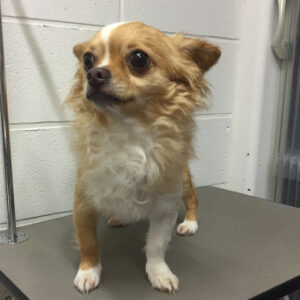 よろしくチワワ