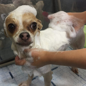 シャンプーチワワ