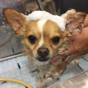 シャンプーチワワ