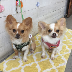 仕上がりチワワ