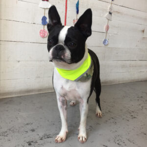 仕上がりボストン