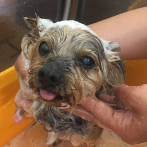 シャンプーヨーキー