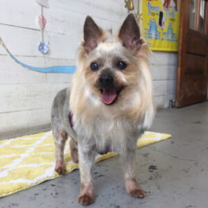 仕上がりヨーキー