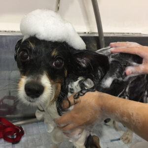 シャンプーパピヨン