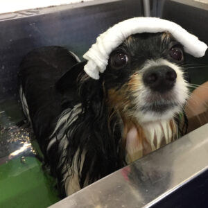 お風呂パピヨン