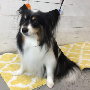 仕上がりパピヨン