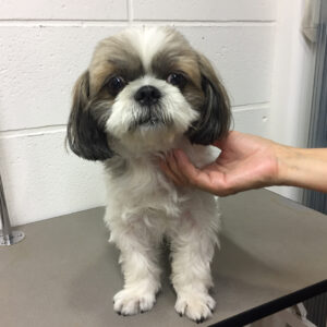 よろしくシーズー