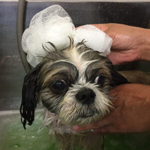 シャンプーシーズー