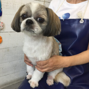 仕上がりシーズー