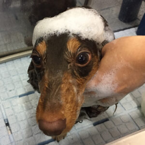 シャンプーダックス