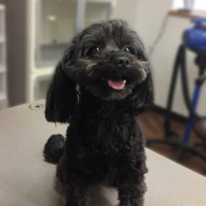 よろしくミックス