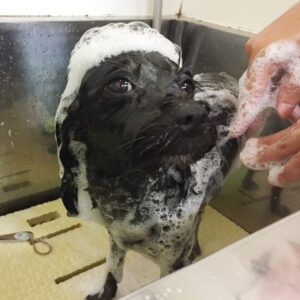 シャンプーミックス