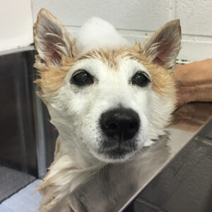 シャンプー豆柴