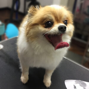 よろしくミックス