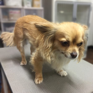 よろしくチワワ