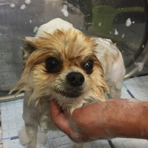 シャンプーミックス