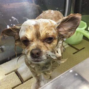 シャンプーチワワ