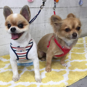 仕上がりミックス&チワワ