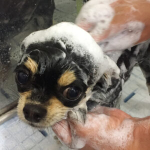 シャンプーチワワ