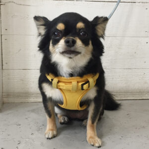 仕上がりチワワ