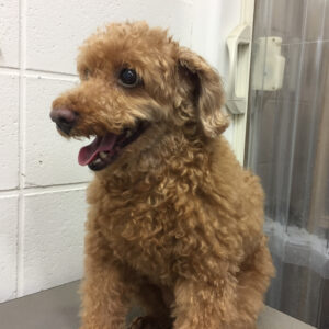 よろしくトイプー