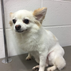 よろしくチワワ