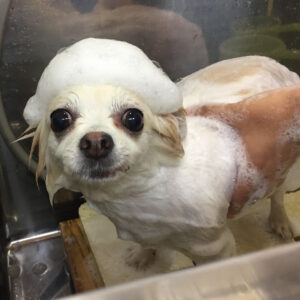 シャンプーチワワ