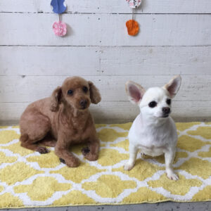 仕上がりトイプー&チワワ