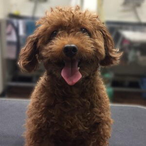 よろしくトイプー