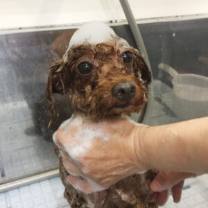 シャンプートイプー